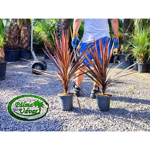 Cordyline Red Star 3,5L