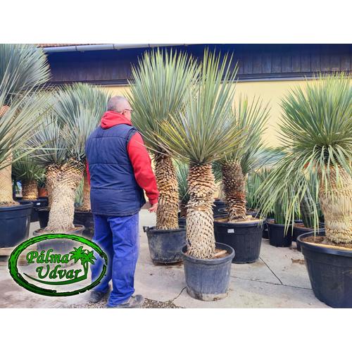 Yucca Rigida Kék Yucca 