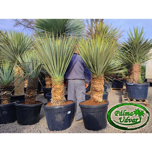 Yucca Rigida 60cm törzs