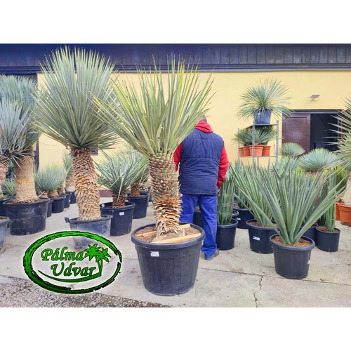 Yucca Rigida Kék Yucca 