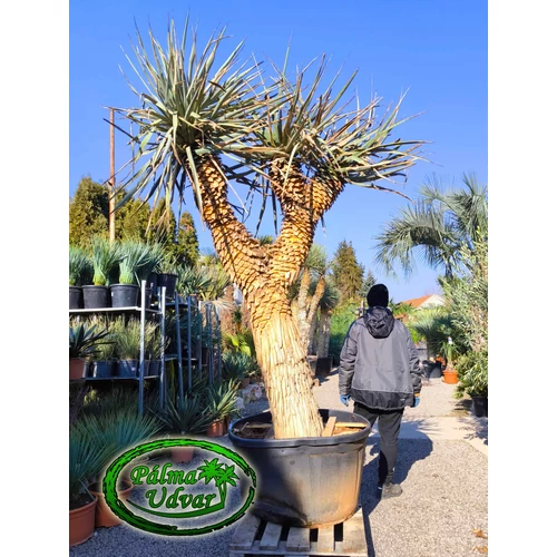 Yucca Rigida - Kék Yucca 200cm törzsmagasság 3 FEJ