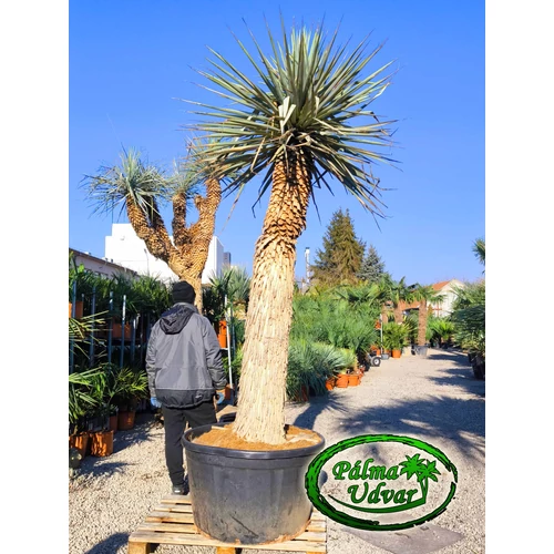 Yucca Rigida - Kék Yucca 200cm törzsmagasság