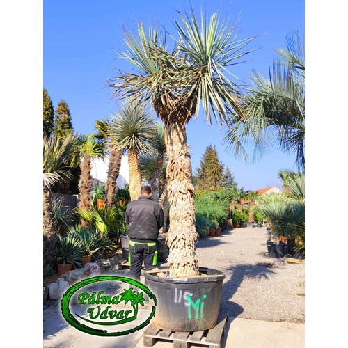 Yucca Rigida - Kék Yucca 220cm törzsmagasság DUPLA FEJ