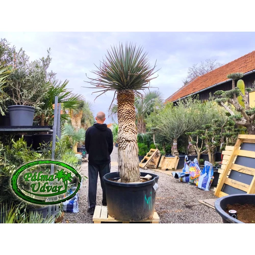 Yucca Rigida Kék Yucca ÓRIÁS var. 1