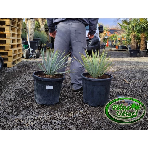 Yucca Rigida Kék Yucca 25L