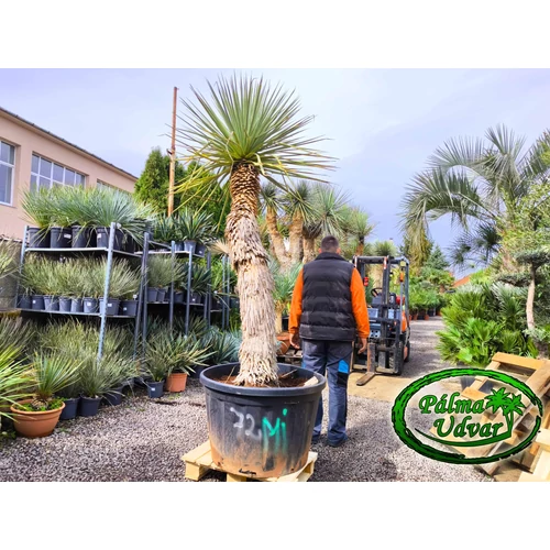 Yucca Rigida Kék Yucca ÓRIÁS
