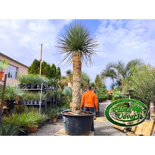 Yucca Rigida Kék Yucca ÓRIÁS var. 2