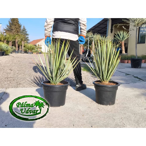 Yucca Rigida Kék Yucca 80-90cm teljes magasság