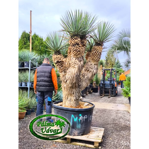 Yucca Rigida Kék Yucca MULTI Hydra