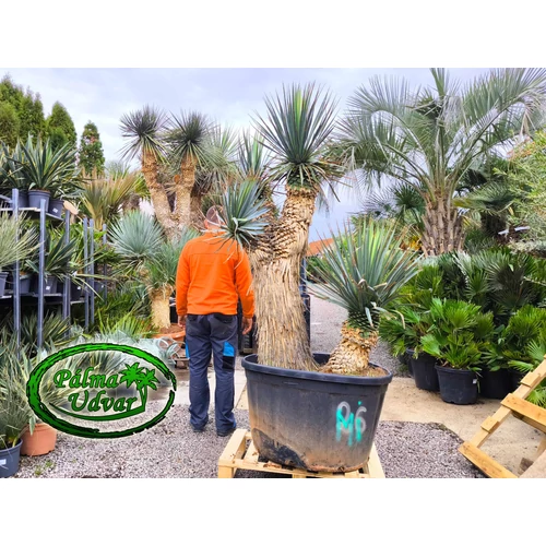 Yucca Rigida Kék Yucca MULTI var. 1.