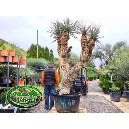 Yucca Rigida Kék Yucca MULTI