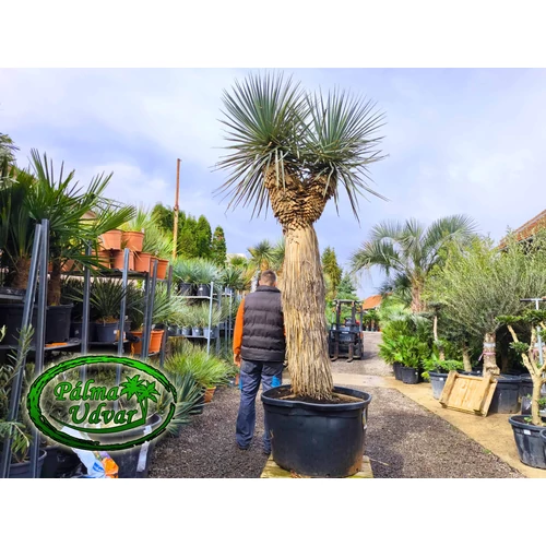 Yucca Rigida - Kék Yucca 3 FEJ var. 2