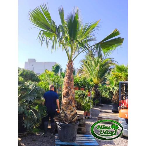Washingtonia Robusta 180-200cm törzs