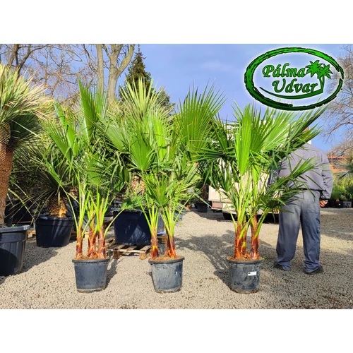Washingtonia Robusta hármas csoport