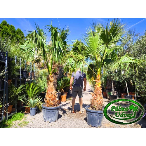 Washingtonia Robusta 80-90cm törzs
