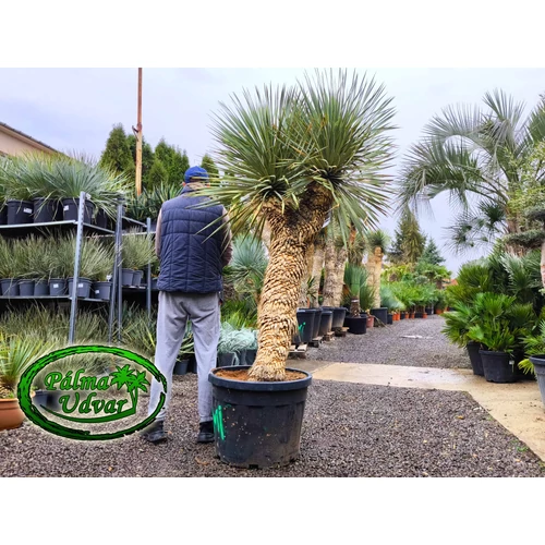 Yucca Rostrata 2 Fej var. 2