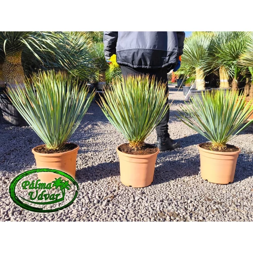 Yucca Rostrata C10 55-60cm teljes magasság