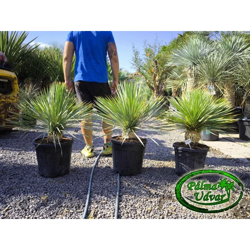 Yucca Rostrata törzs 10-15cm