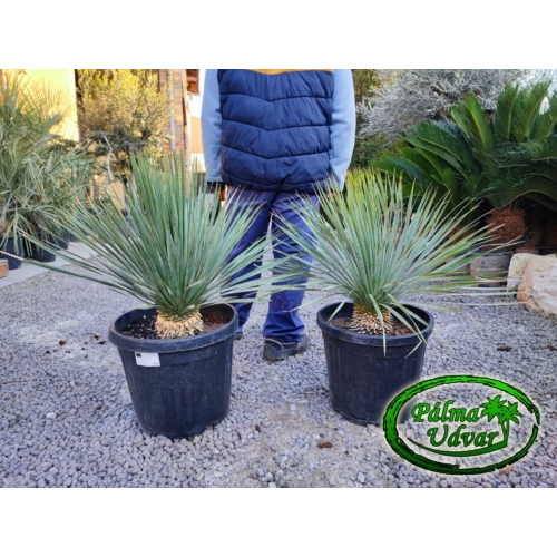 Yucca Rostrata törzs 10-15cm
