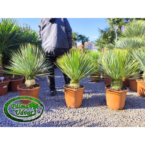 Yucca Rostrata törzs 10-15cm