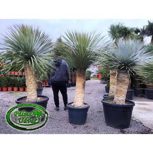 Yucca Rostrata törzs 100cm