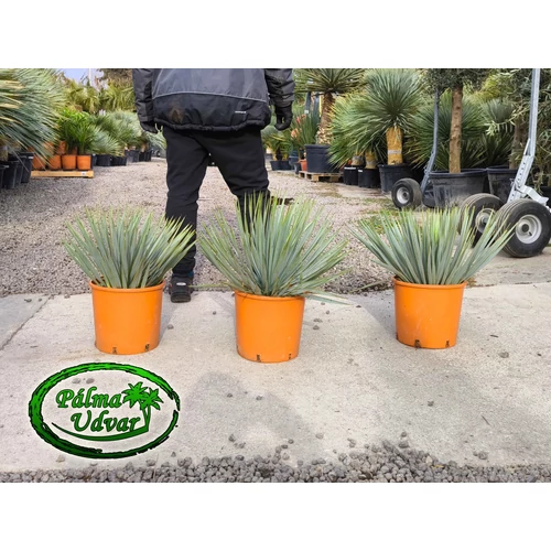 Yucca Rostrata  10L