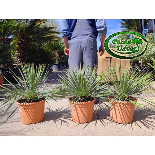 Yucca Rostrata  12L