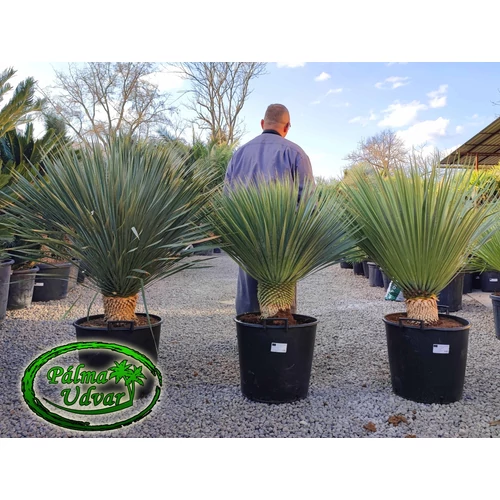 Yucca Rostrata törzs 25-30cm 