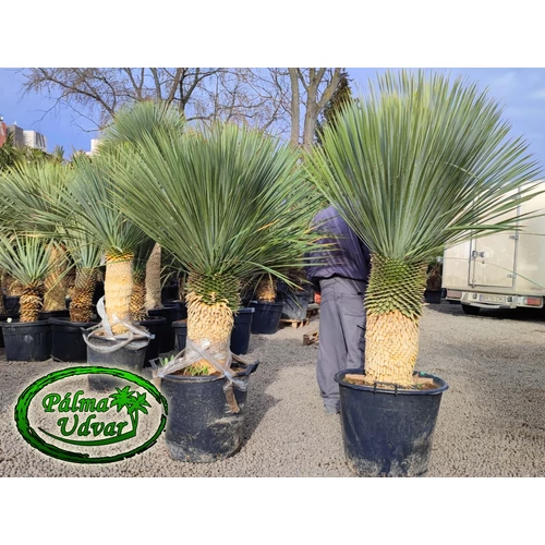 Yucca Rostrata