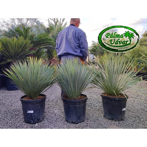Yucca Rostrata 25liter