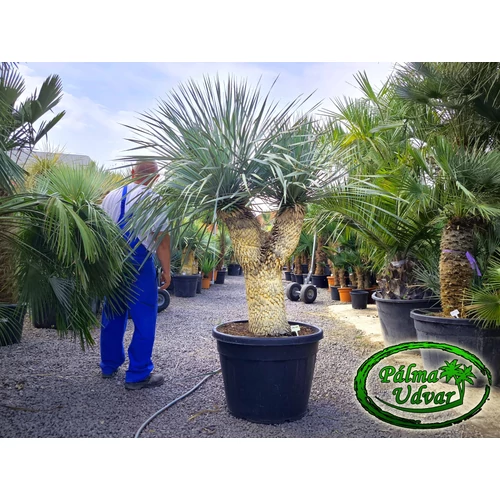 Yucca Rostrata 2 Fej