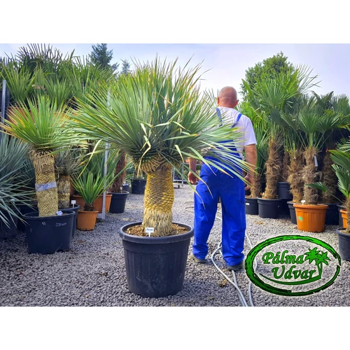 Yucca Rostrata 2 Fej var. 1