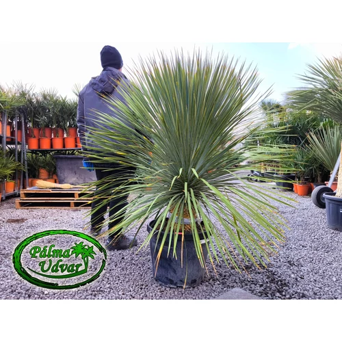 Yucca Rostrata EXTRA 30-40CM törzs