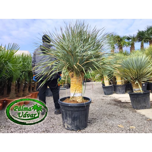 Yucca Rostrata 3 Fej