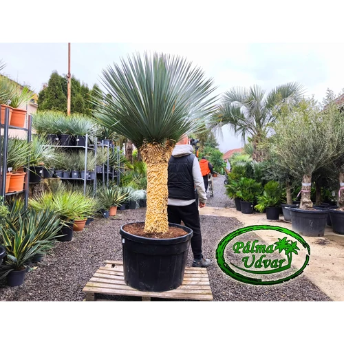 Yucca Rostrata 3 Fej var. 1