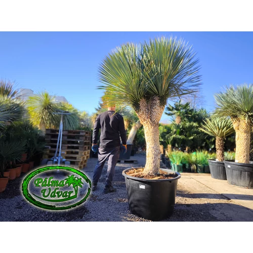 Yucca Rostrata Óriás EXTRA 3 Fej
