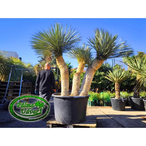 Yucca Rostrata Óriás 3 törzses