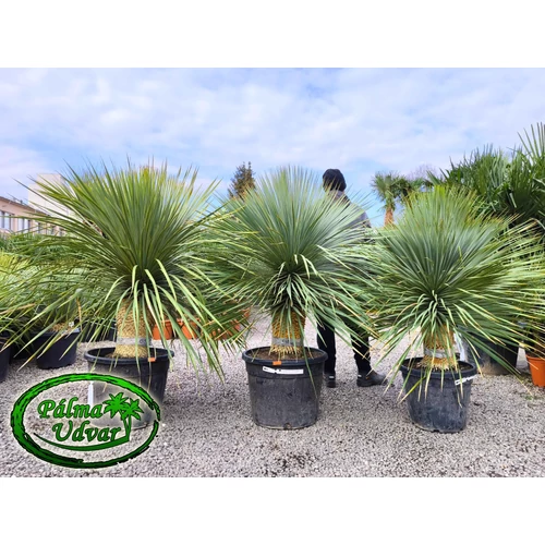 Yucca Rostrata törzs 40-50cm 