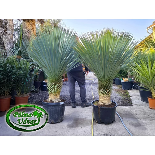 Yucca Rostrata törzs 45-50cm 