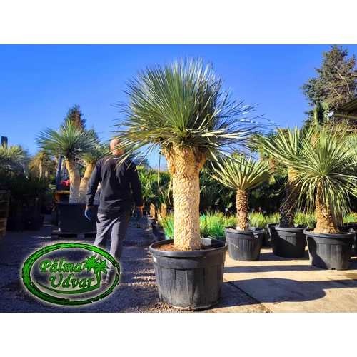 Yucca Rostrata 4 Fej EXTRA