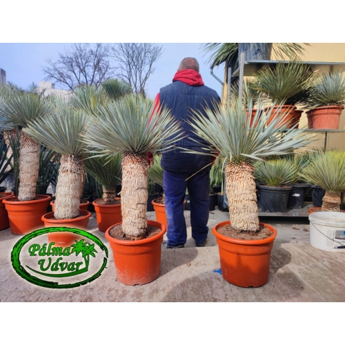 Yucca Rostrata törzs 50-60cm