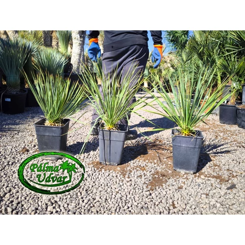 Yucca Rostrata  50-60cm teljes magasság