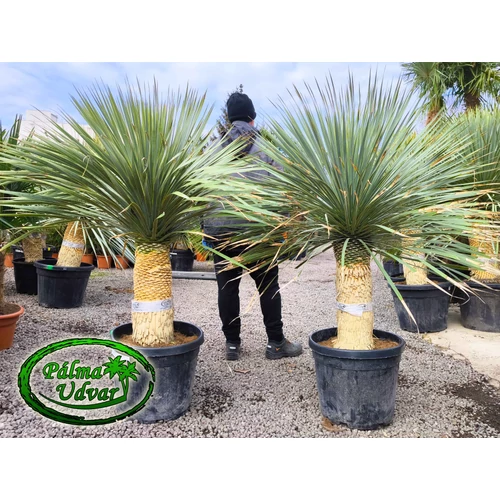 Yucca Rostrata törzs 60cm