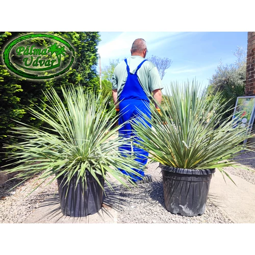 Yucca Rostrata 35liter