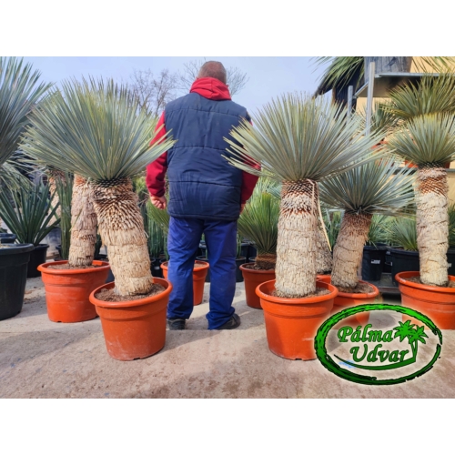 Yucca Rostrata törzs 60-70cm