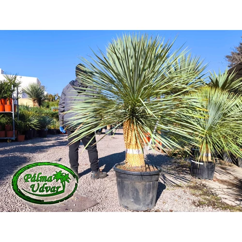 Yucca Rostrata törzs 70-80cm