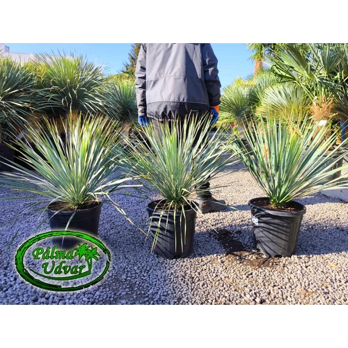 Yucca Rostrata 70-90cm teljes magasság