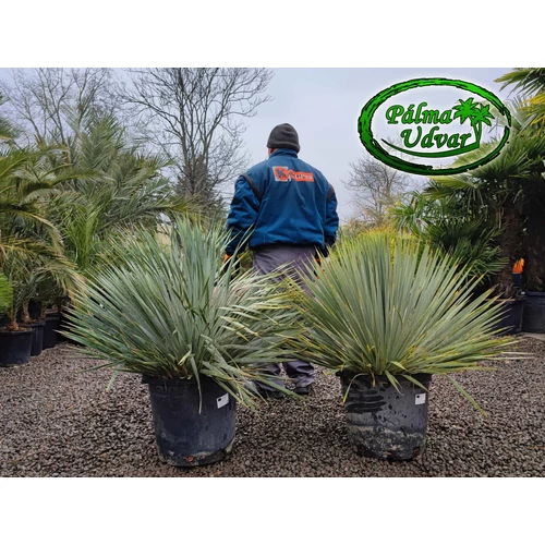 Yucca Rostrata