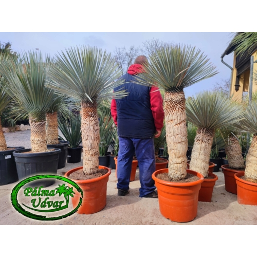 Yucca Rostrata törzs 80-90cm