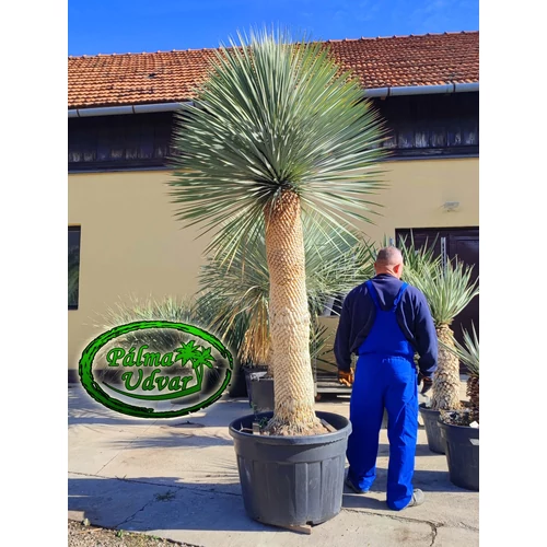 Yucca Rostrata Óriás EXTRA